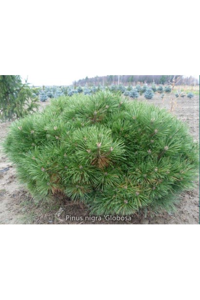 Сосна чорна Глобоза